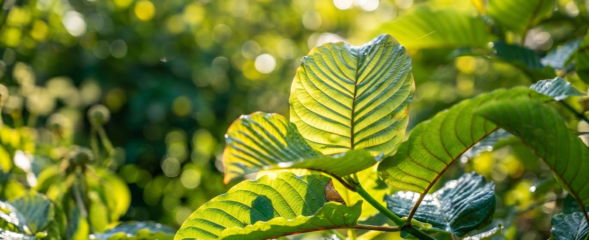 Sunlit kratom leaves with bokeh forest background