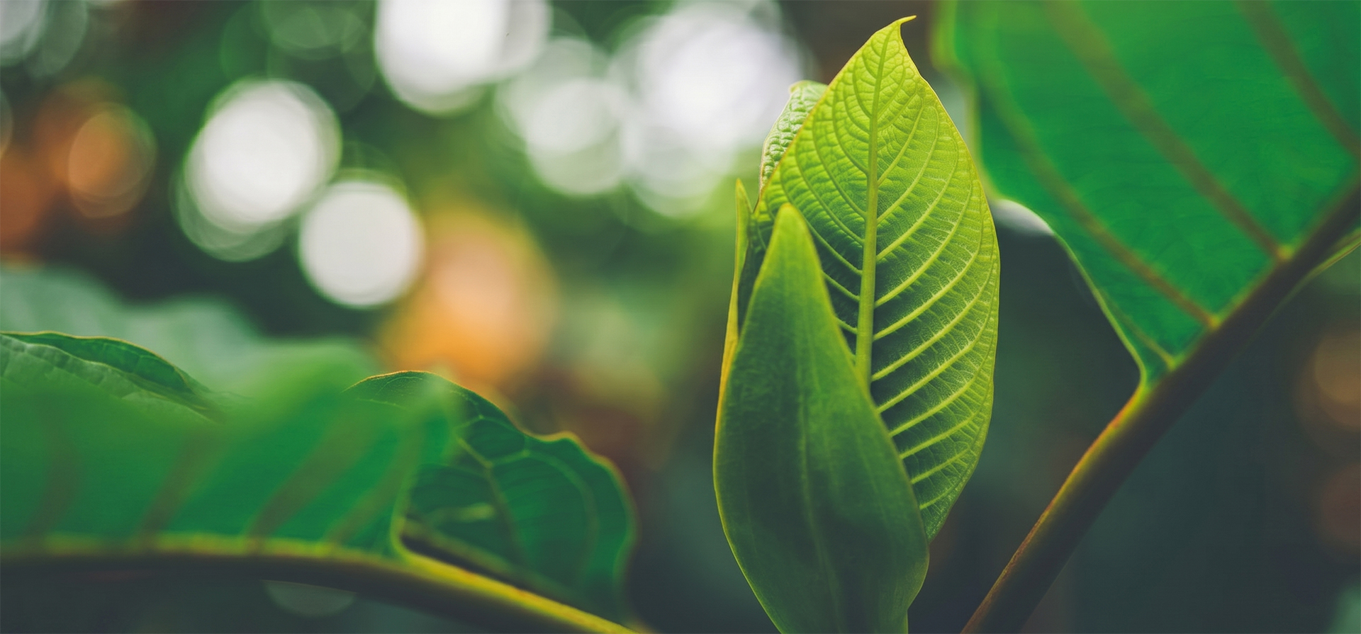 Close-up of a young kratom leaf with bokeh background