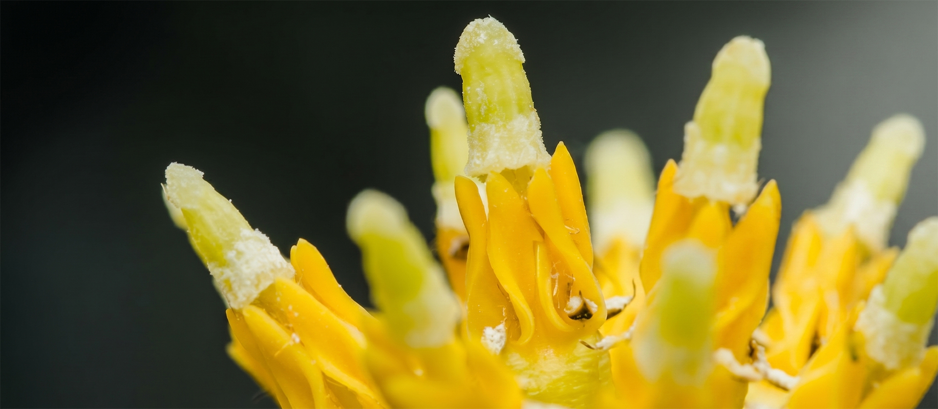 Macro view of a yellow kratom flower with stamens