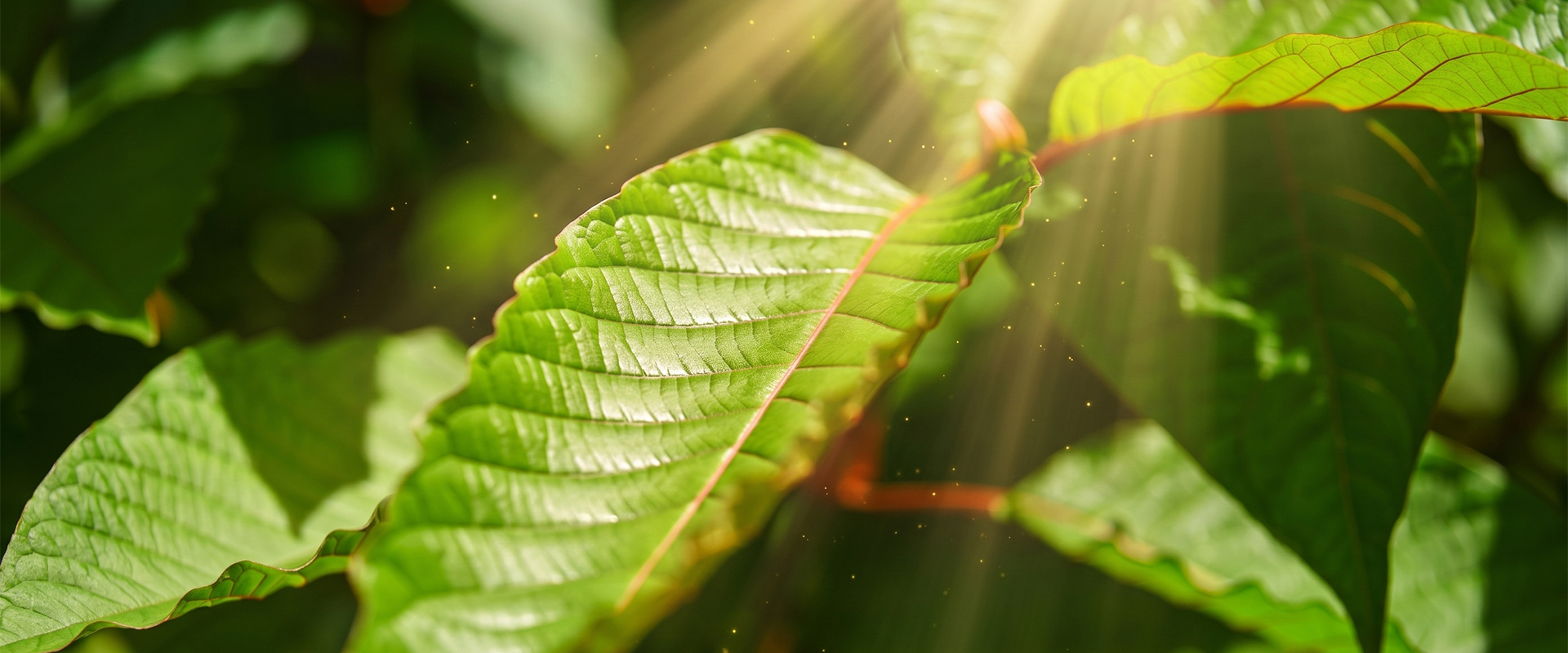 Sunlit kratom leaf with shafts of light through forest canopy