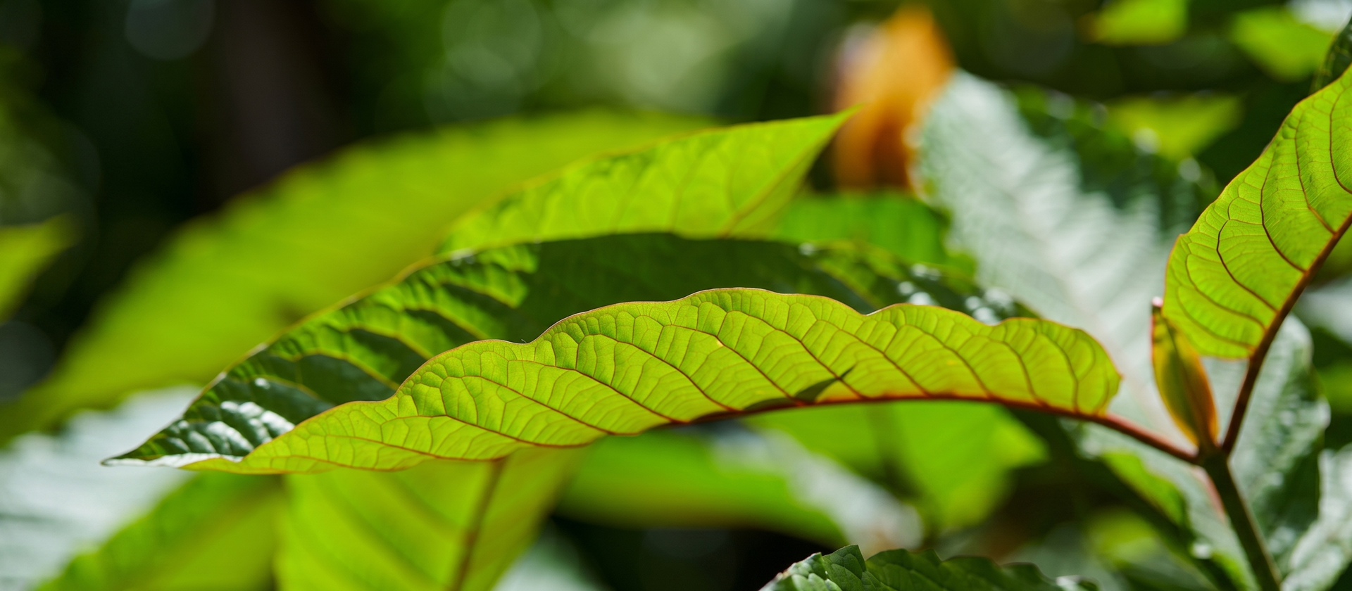 Sunlit Mitragyna speciosa leaves showing vivid green tones and red venation